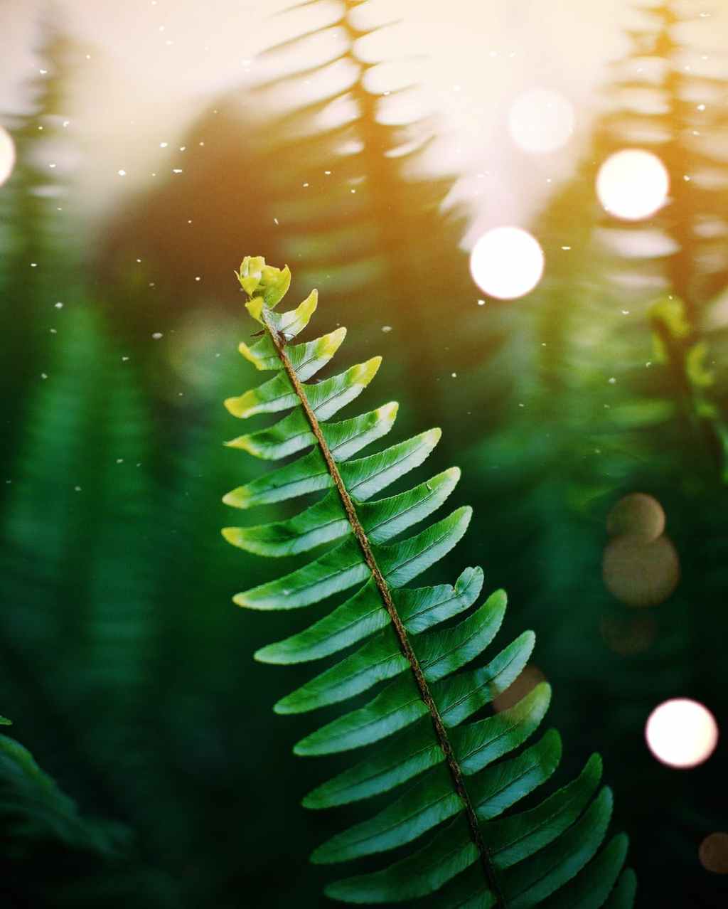 Unfolding