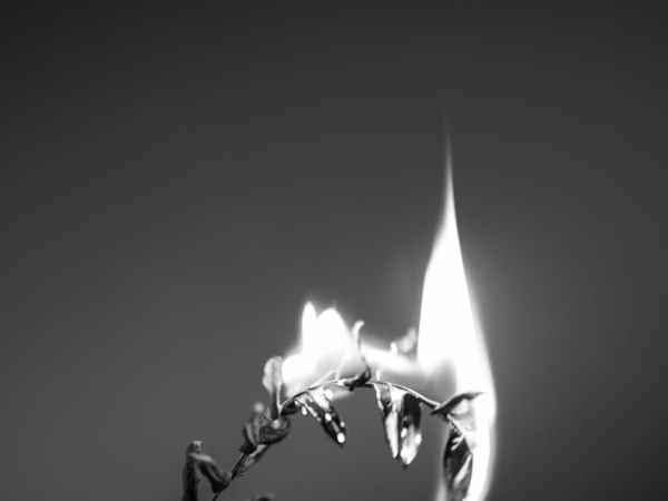 Pain is its own, wild&nbsp;thing