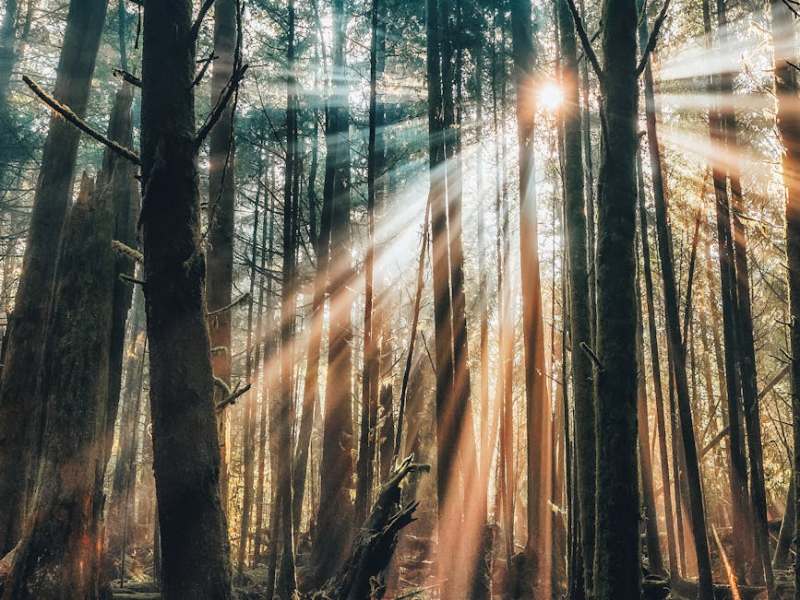 I Come Raging with&nbsp;Aliveness